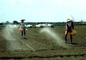 Chemical Fertilizers