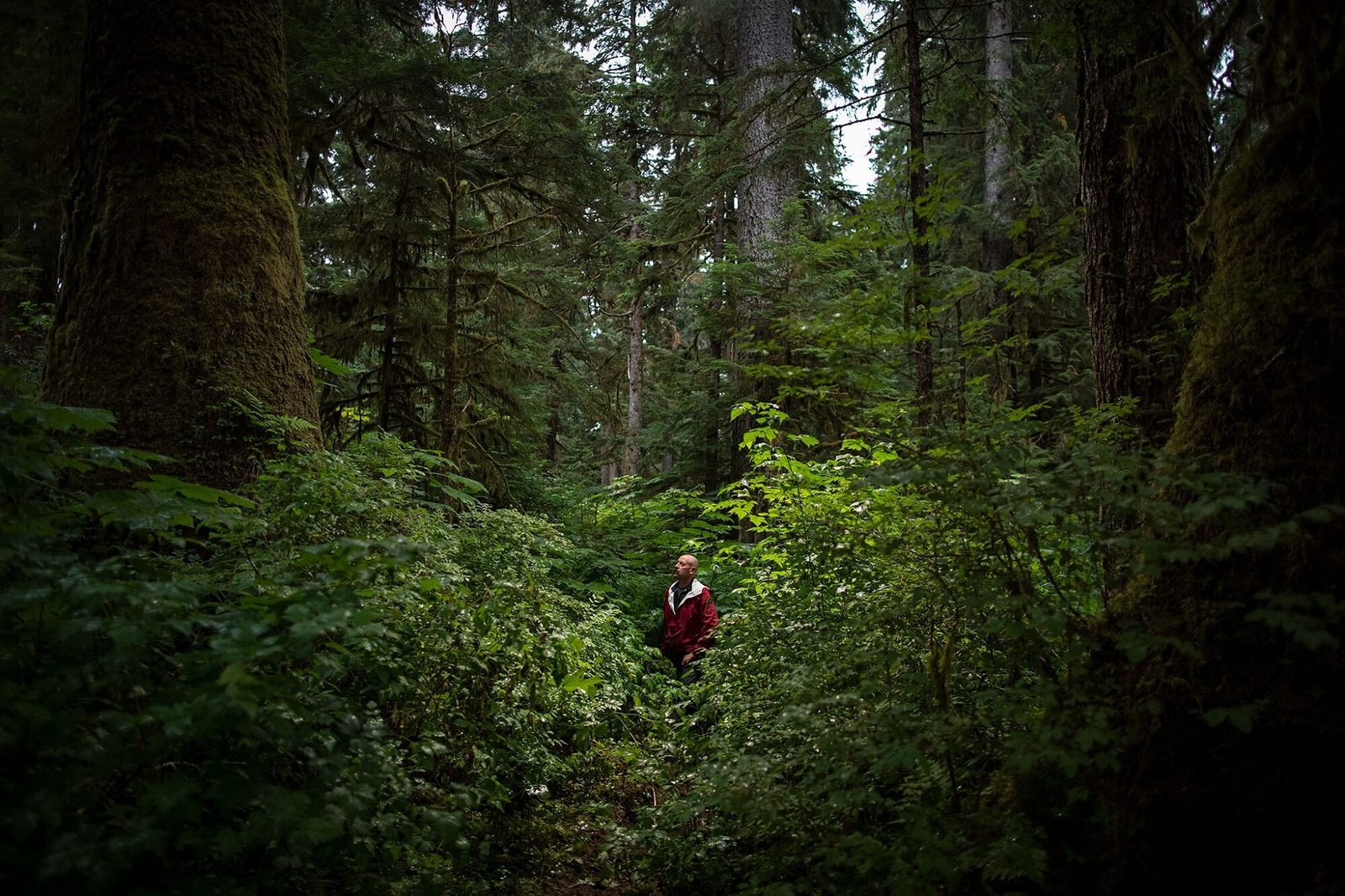 Forest De-reservation Proposal