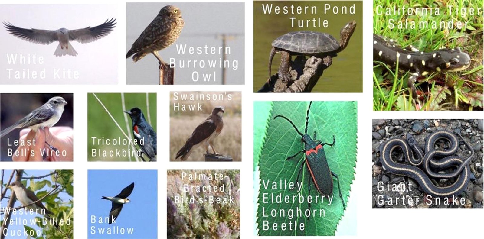 Wild Life Conservation Plan